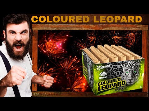 Coloured Leopard